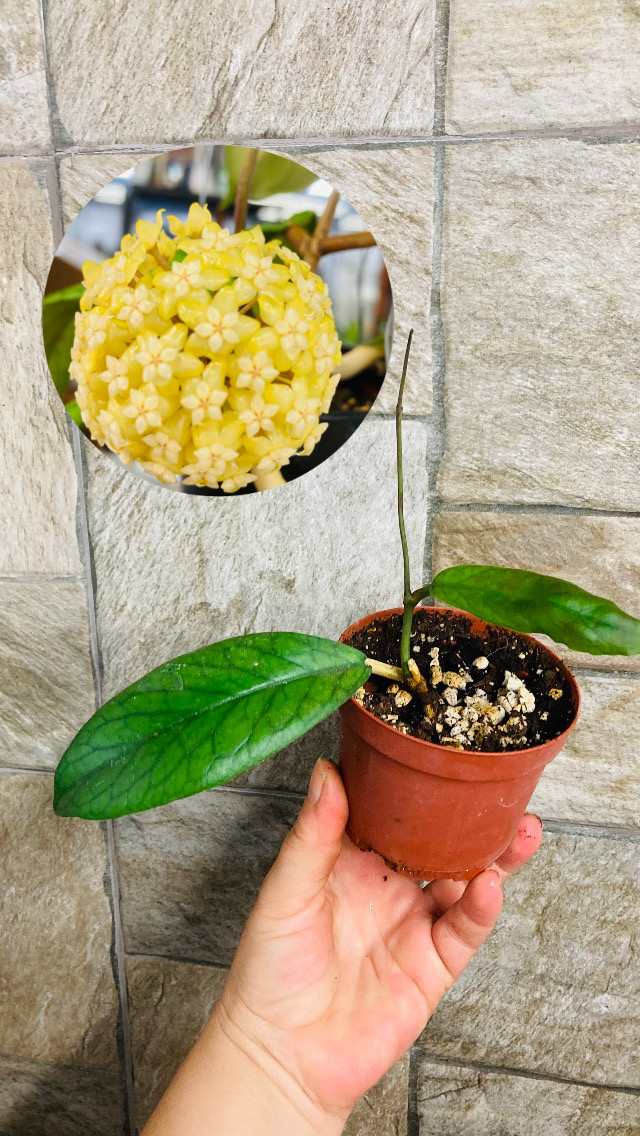 Hoya viteliniodies