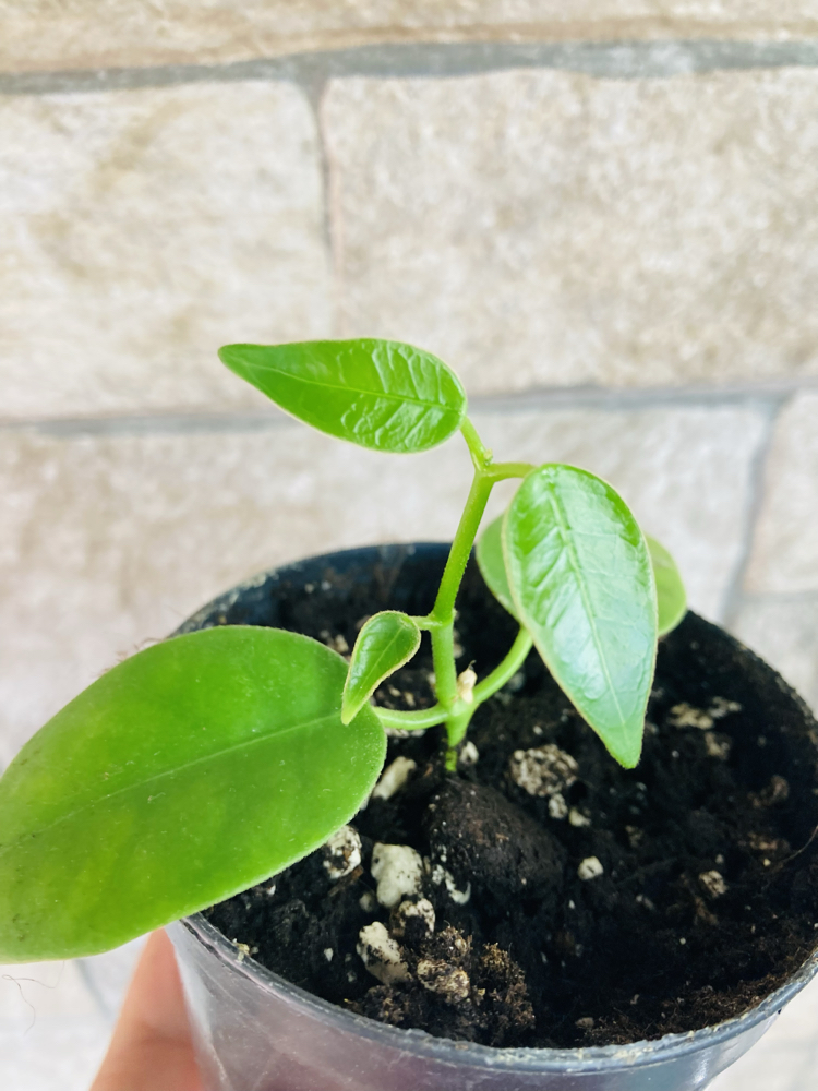 Hoya sp papua