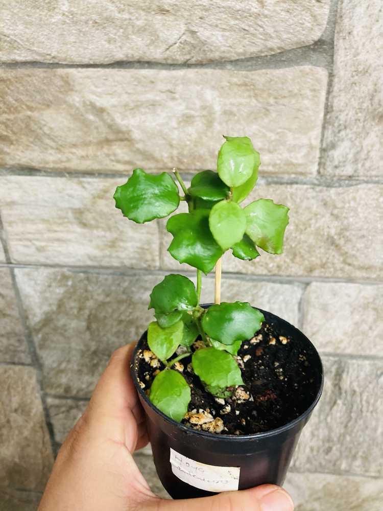 Hoya endauensis