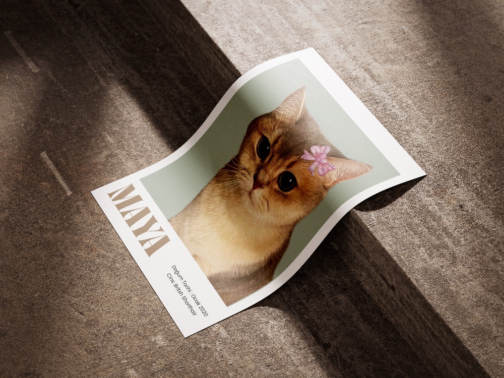Kişiye Özel Kedi Portre Posteri | Minimal Tek Foto Evcil Hayvan Tasarımı