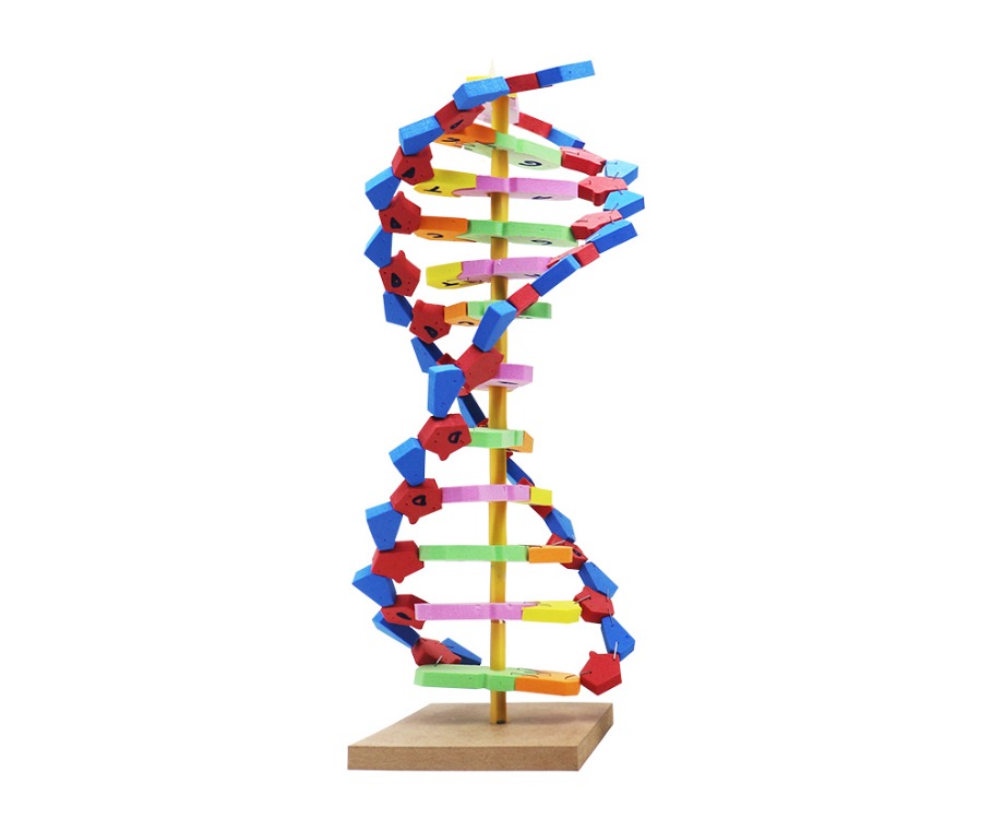 EVA DNA MODELİ SETİ