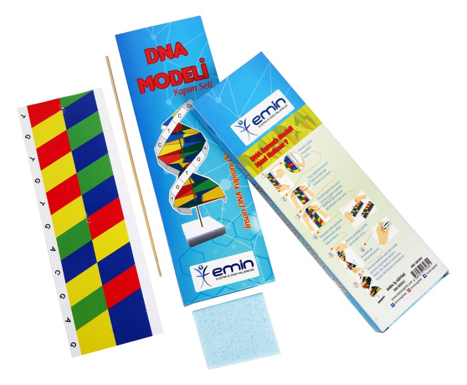 DNA Modeli Seti