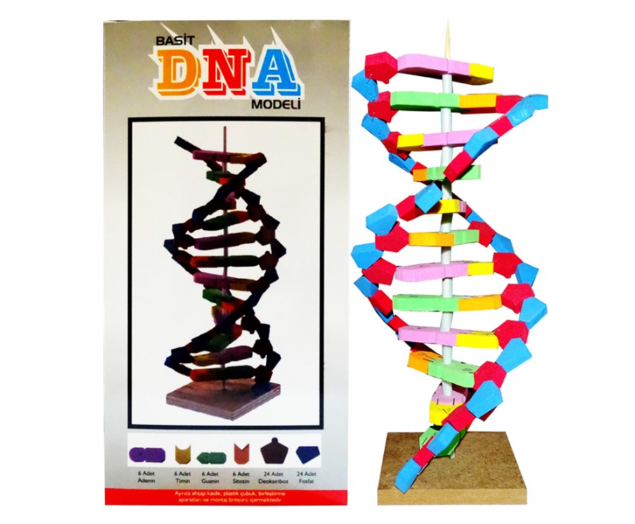 EVA DNA MODELİ SETİ