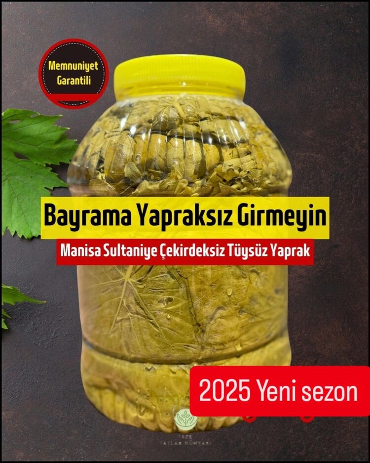 Manisa Sultaniye cinsi üzüm yaprağı