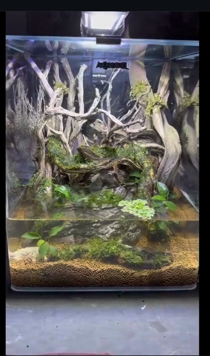 Crab paludarium