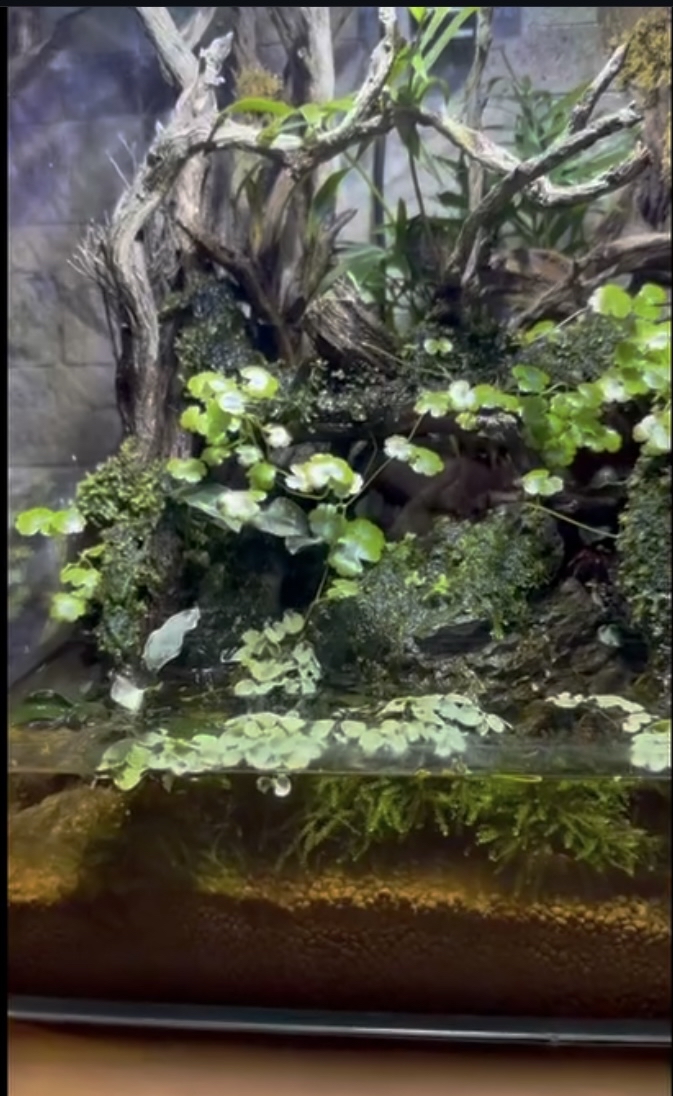 Crab paludarium