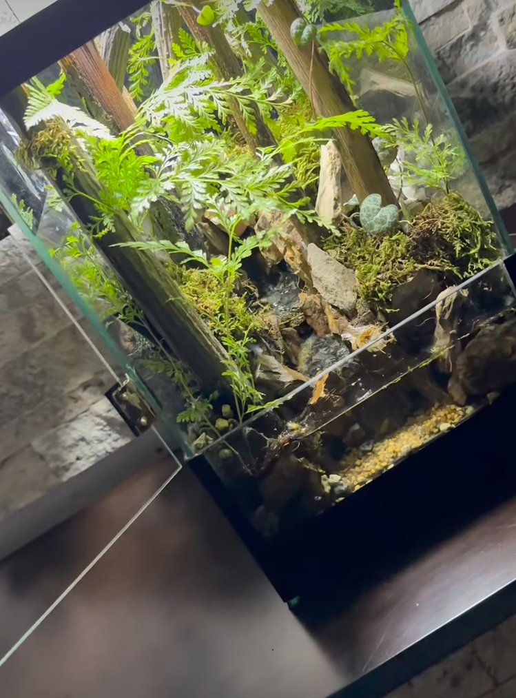 Orman temalı,şelale paludarium
