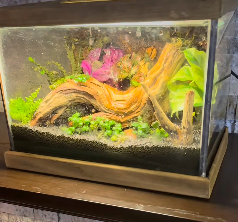 Rainfall(yağmur yağan) ahşap stantlı terarium
