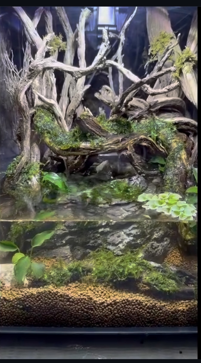 Crab paludarium