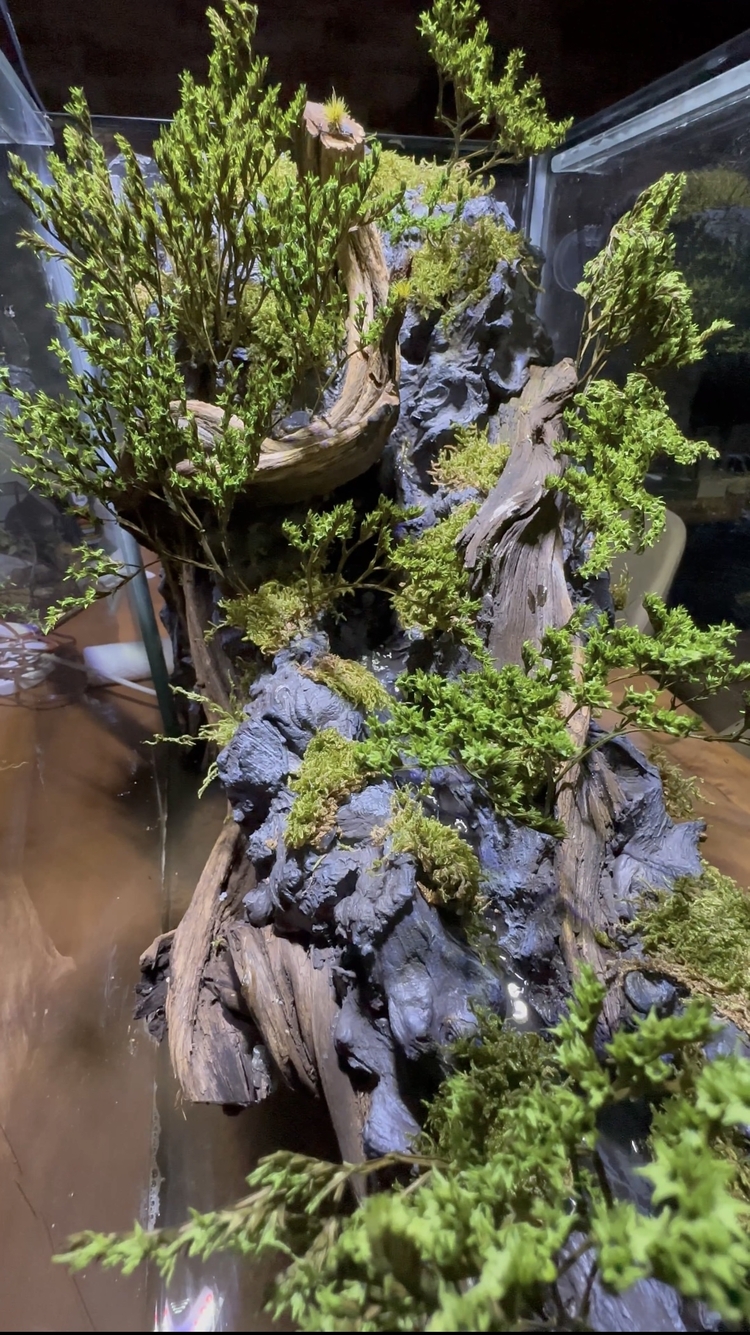 1mt Orman temalı paludarium
