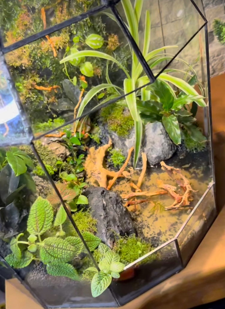 Premium paludarium