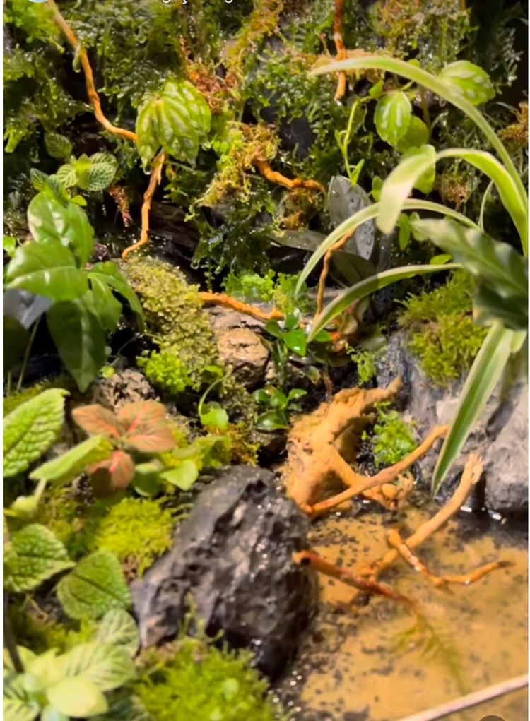 Premium paludarium