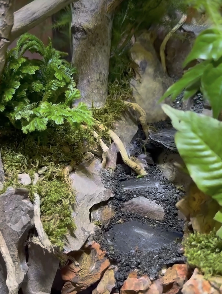 Orman temalı paludarium