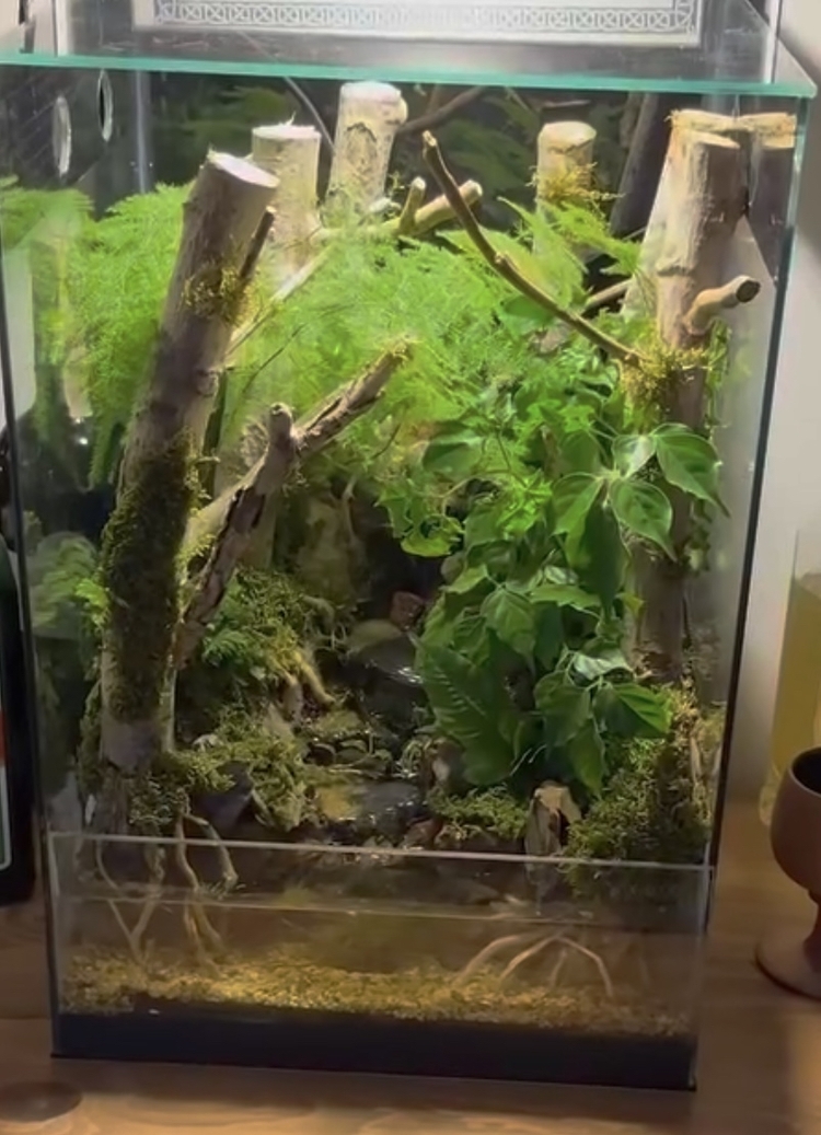 Orman temalı paludarium