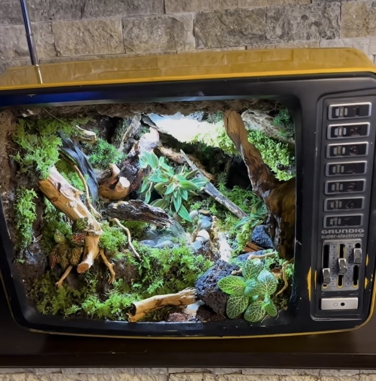 Retro Tv. 1975 model antika televizyon içerisine yapılmış teraryum.