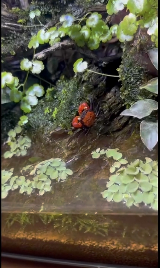 Crab paludarium