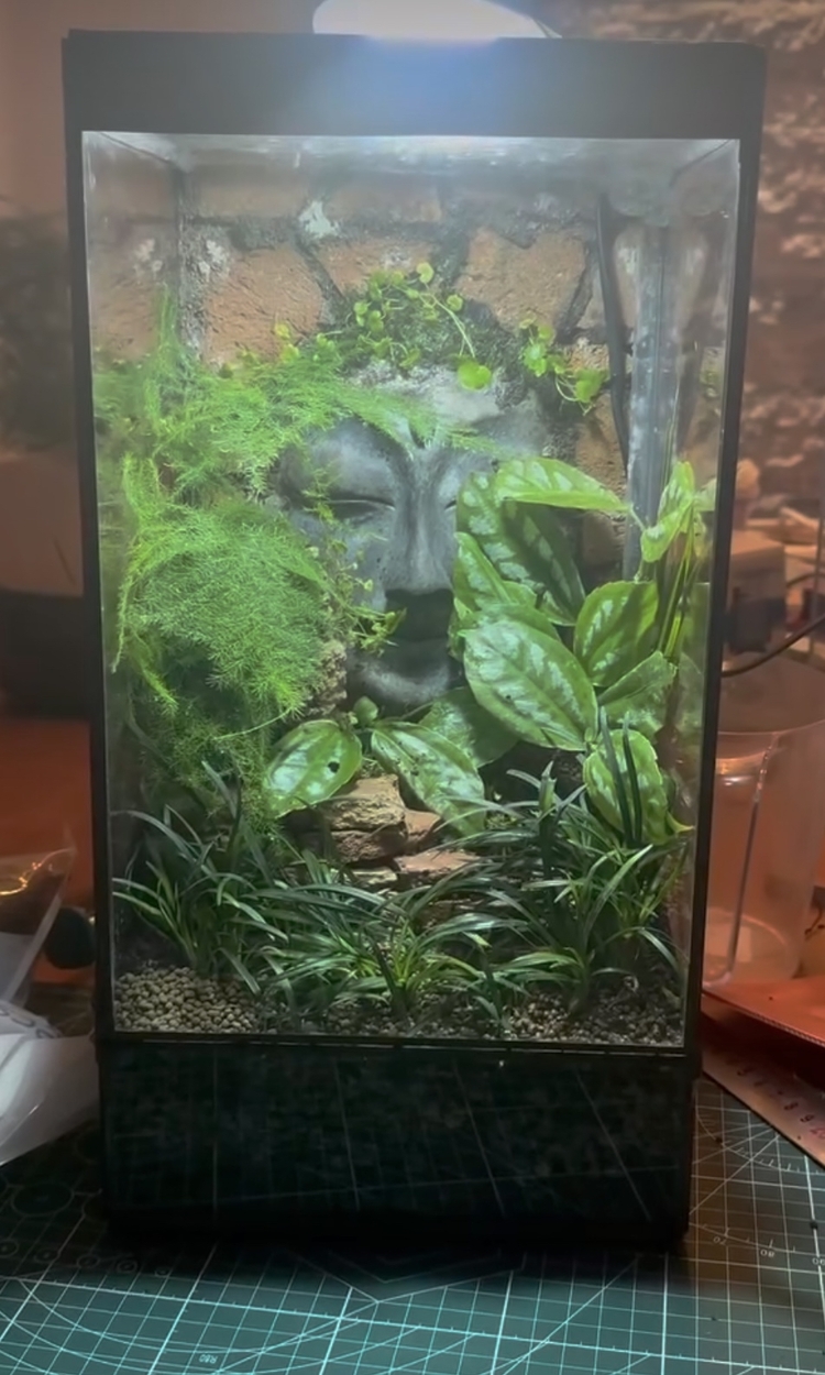 Rainfall (Yağmur yağan) doğa paludarium