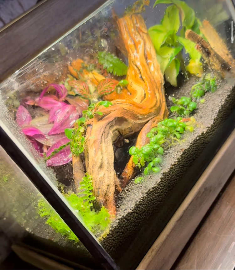Rainfall(yağmur yağan) ahşap stantlı terarium