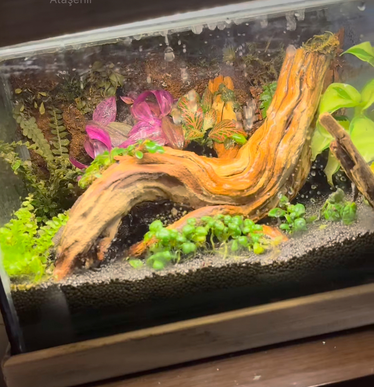 Rainfall(yağmur yağan) ahşap stantlı terarium