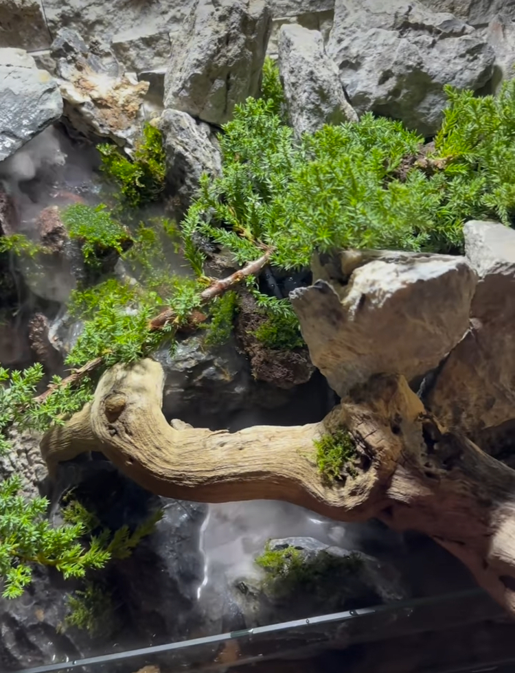 Ardıç temalı şelale paludarium