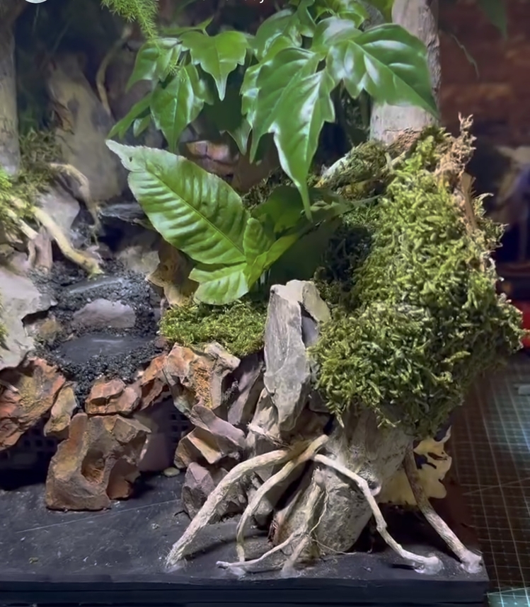 Orman temalı paludarium