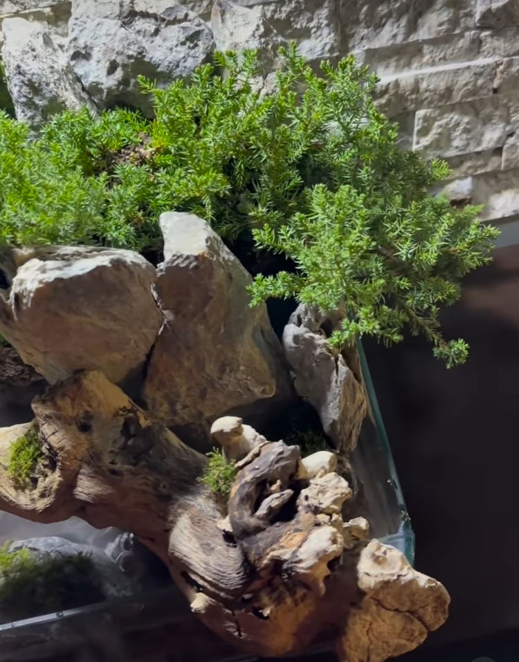 Ardıç temalı şelale paludarium
