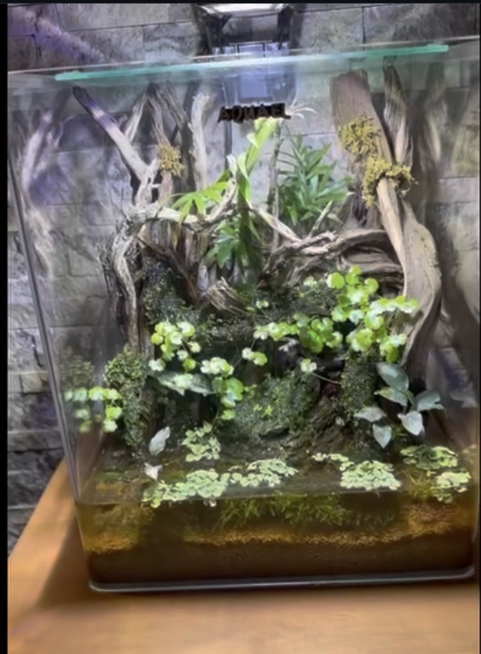 Crab paludarium