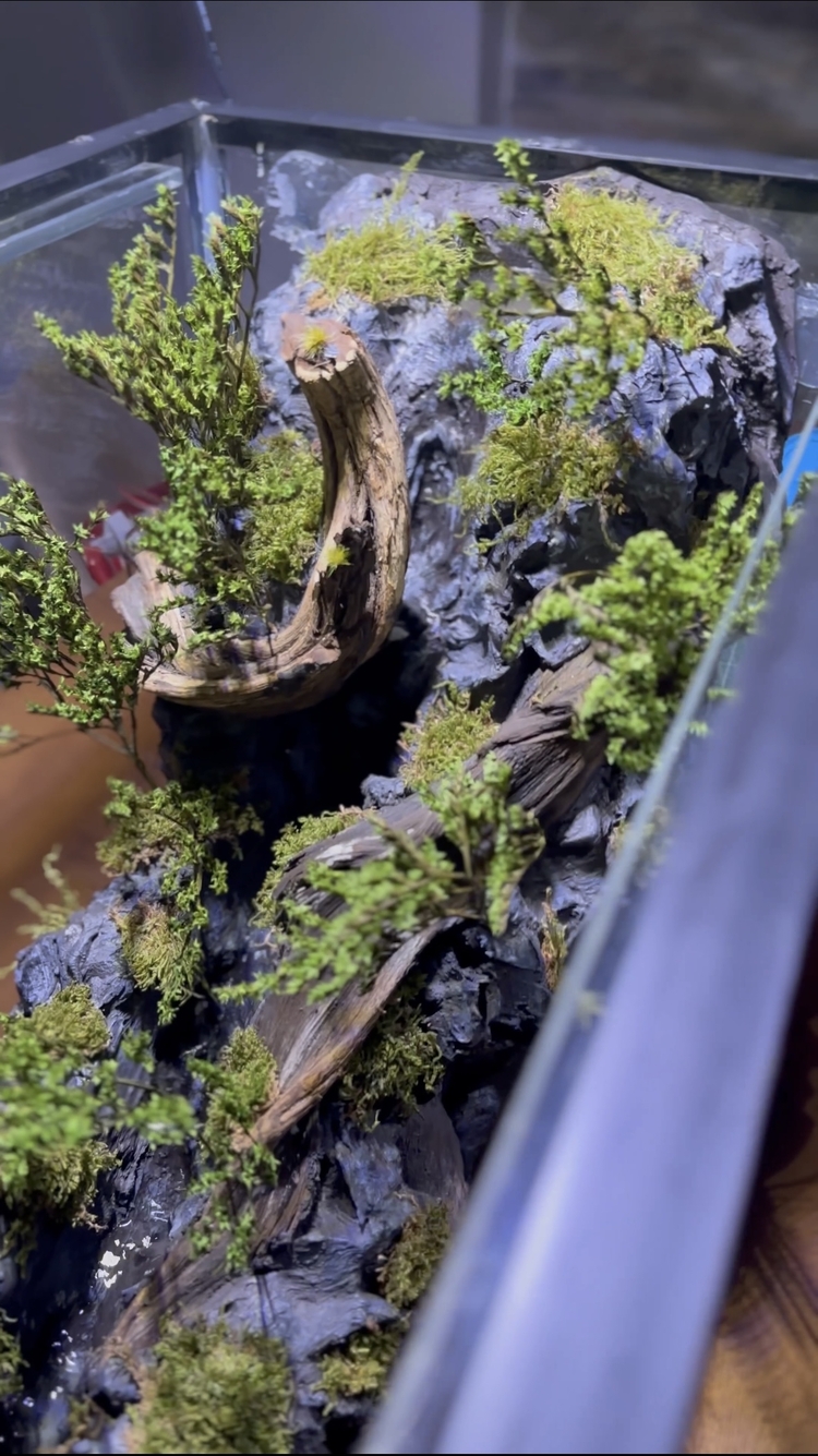 1mt Orman temalı paludarium
