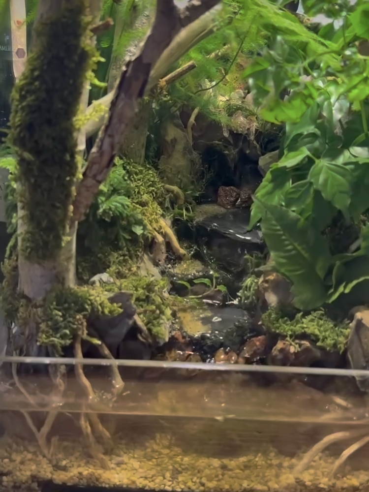 Orman temalı paludarium