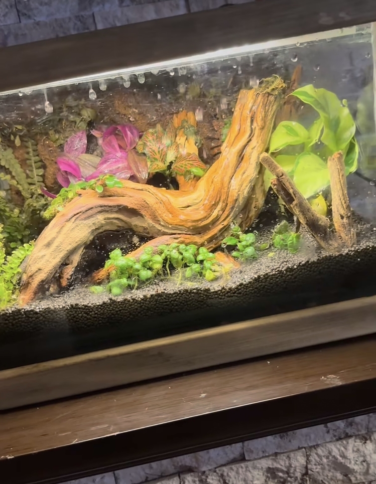 Rainfall(yağmur yağan) ahşap stantlı terarium