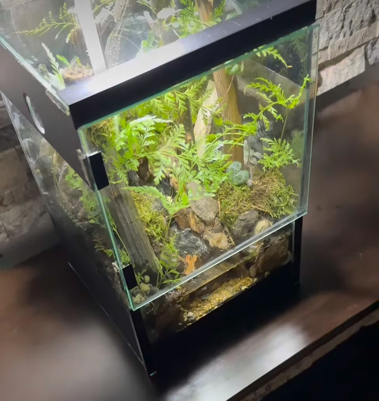 Orman temalı,şelale paludarium