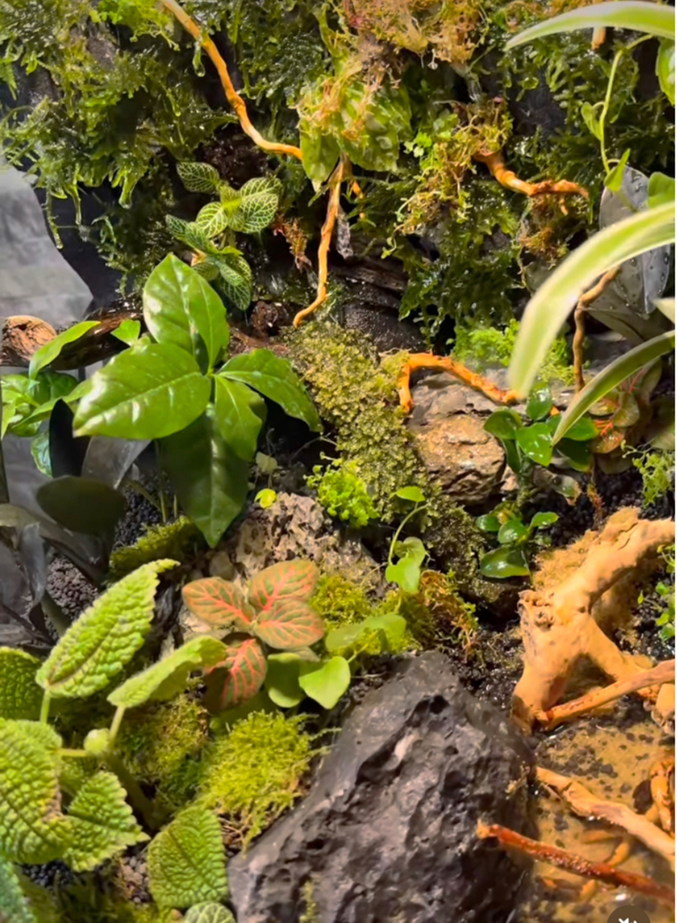 Premium paludarium