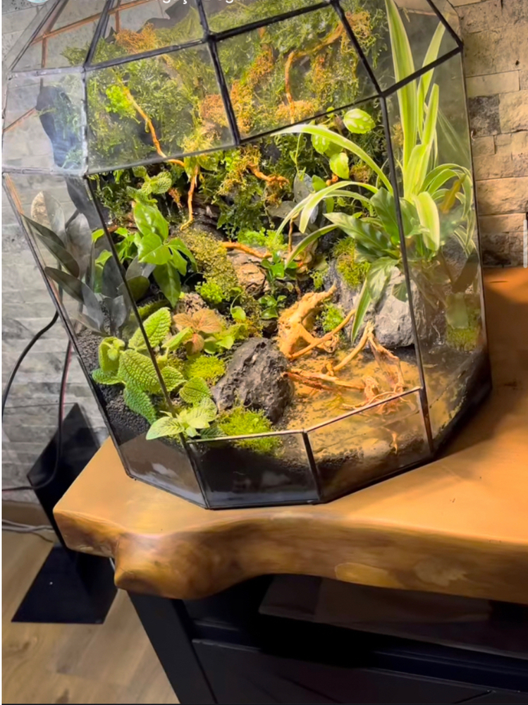 Premium paludarium