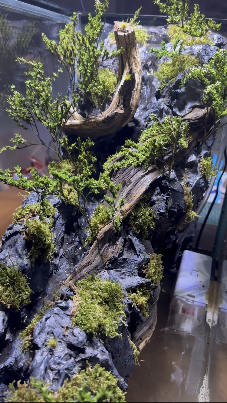 1mt Orman temalı paludarium