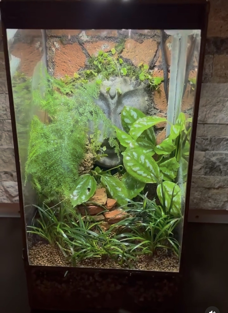 Rainfall (Yağmur yağan) doğa paludarium