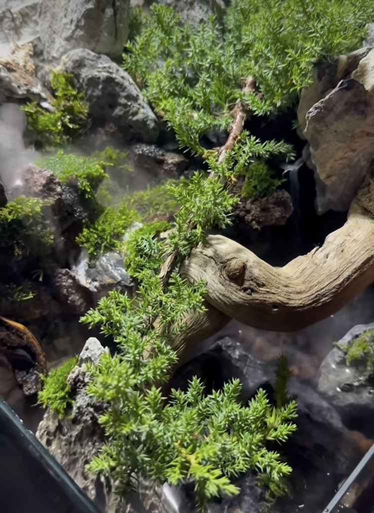 Ardıç temalı şelale paludarium