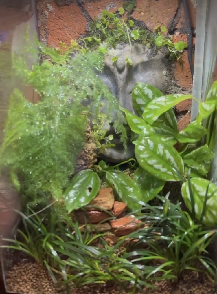 Rainfall (Yağmur yağan) doğa paludarium