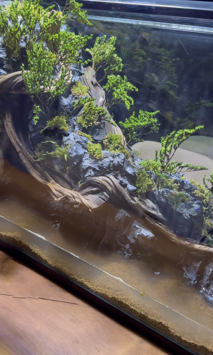 1mt Orman temalı paludarium