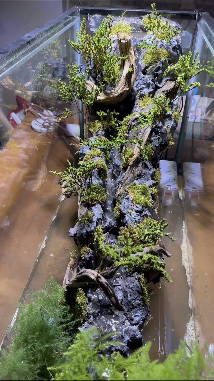 1mt Orman temalı paludarium