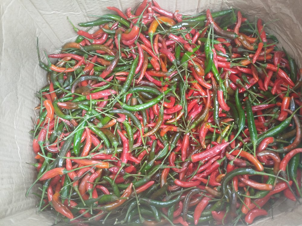 spicy chili pepper