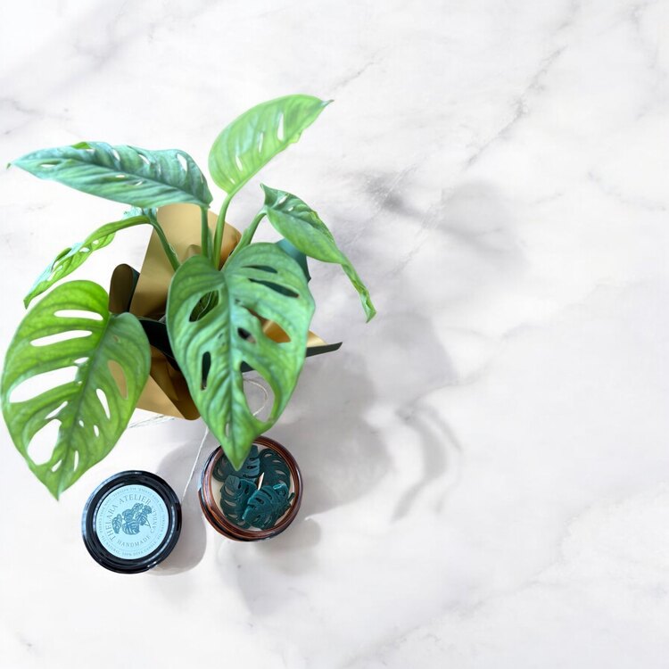 Monstera&Monstera