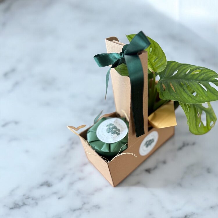 Monstera&Monstera