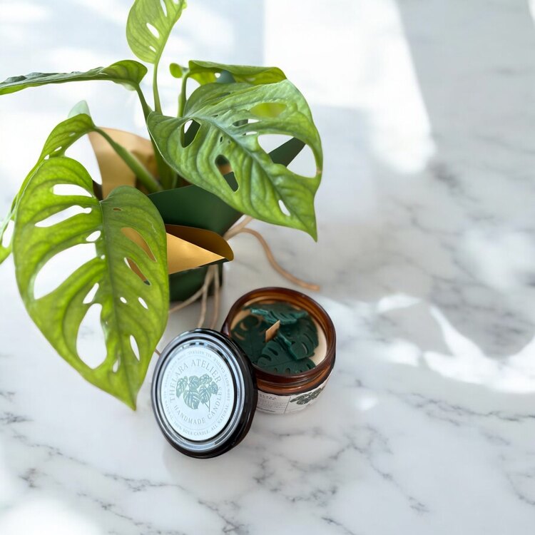 Monstera&Monstera