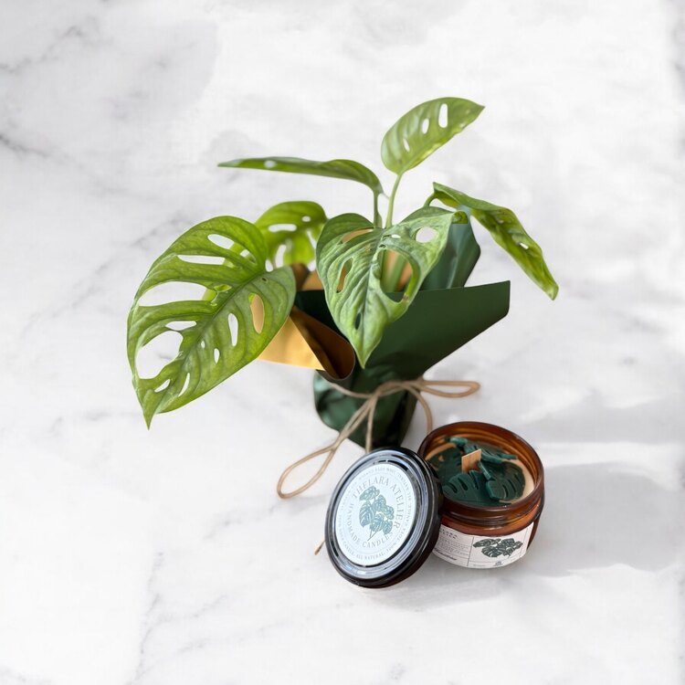 Monstera&Monstera
