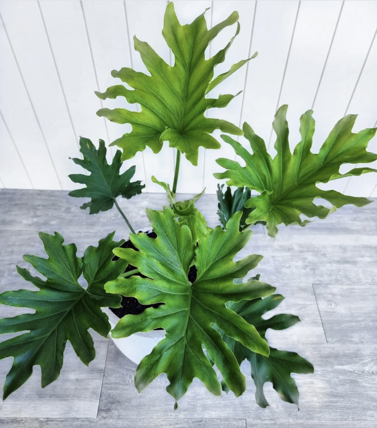 5 Adet Sarmaşık Deve Tabanı (Philodendron Selloum) Tohumu