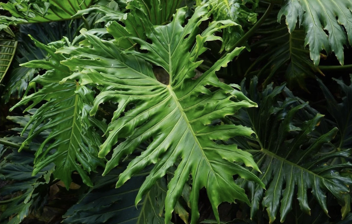 5 Adet Sarmaşık Deve Tabanı (Philodendron Selloum) Tohumu