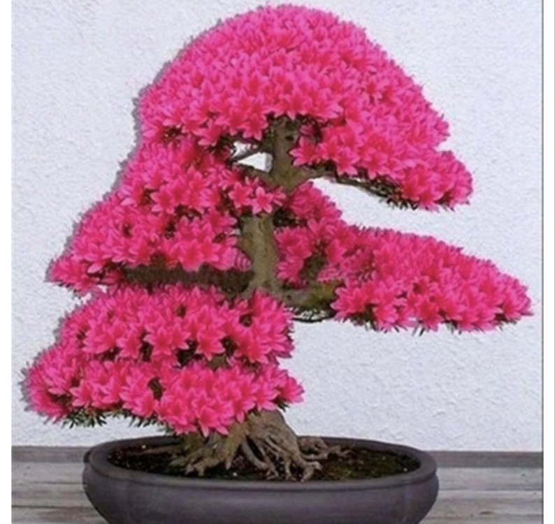 10 Adet Japon Sakura Bonsai Ağacı Tohumu