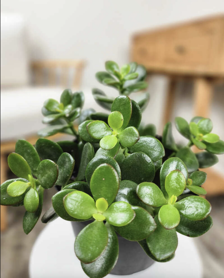 10 Adet Jade (Yeşim) Bitkisi Tohumu