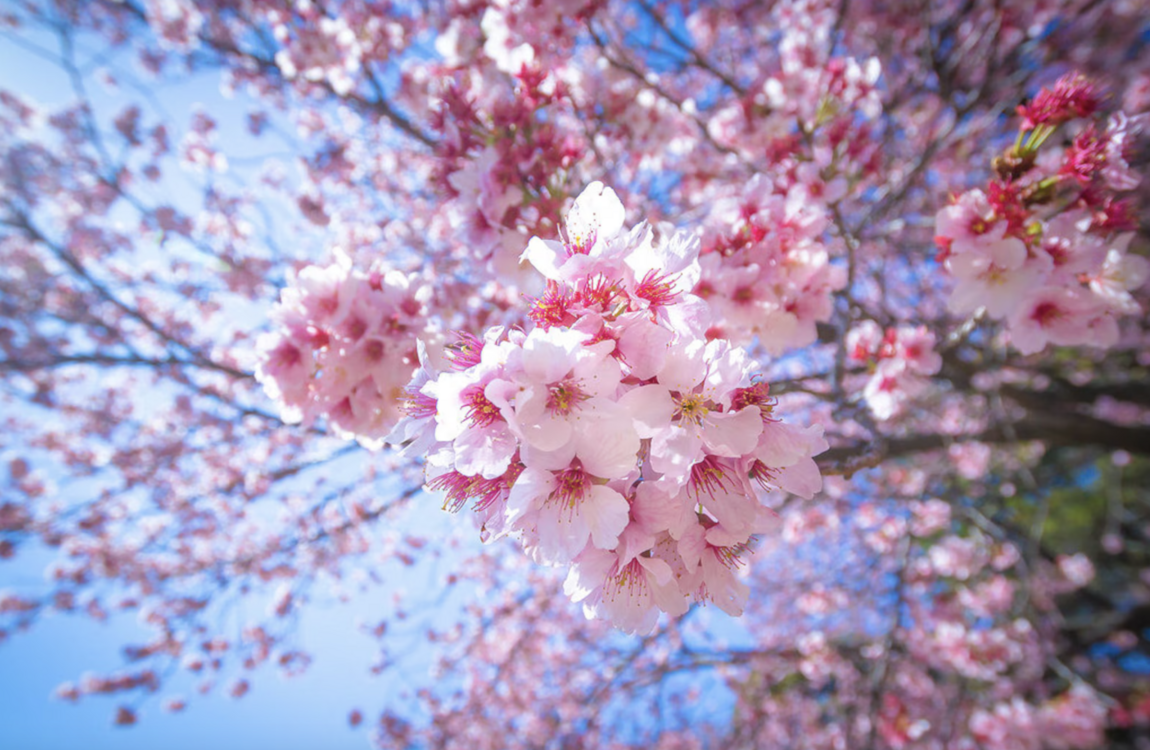 10 Adet Pembe Cherry Blossom Ağacı Tohumu