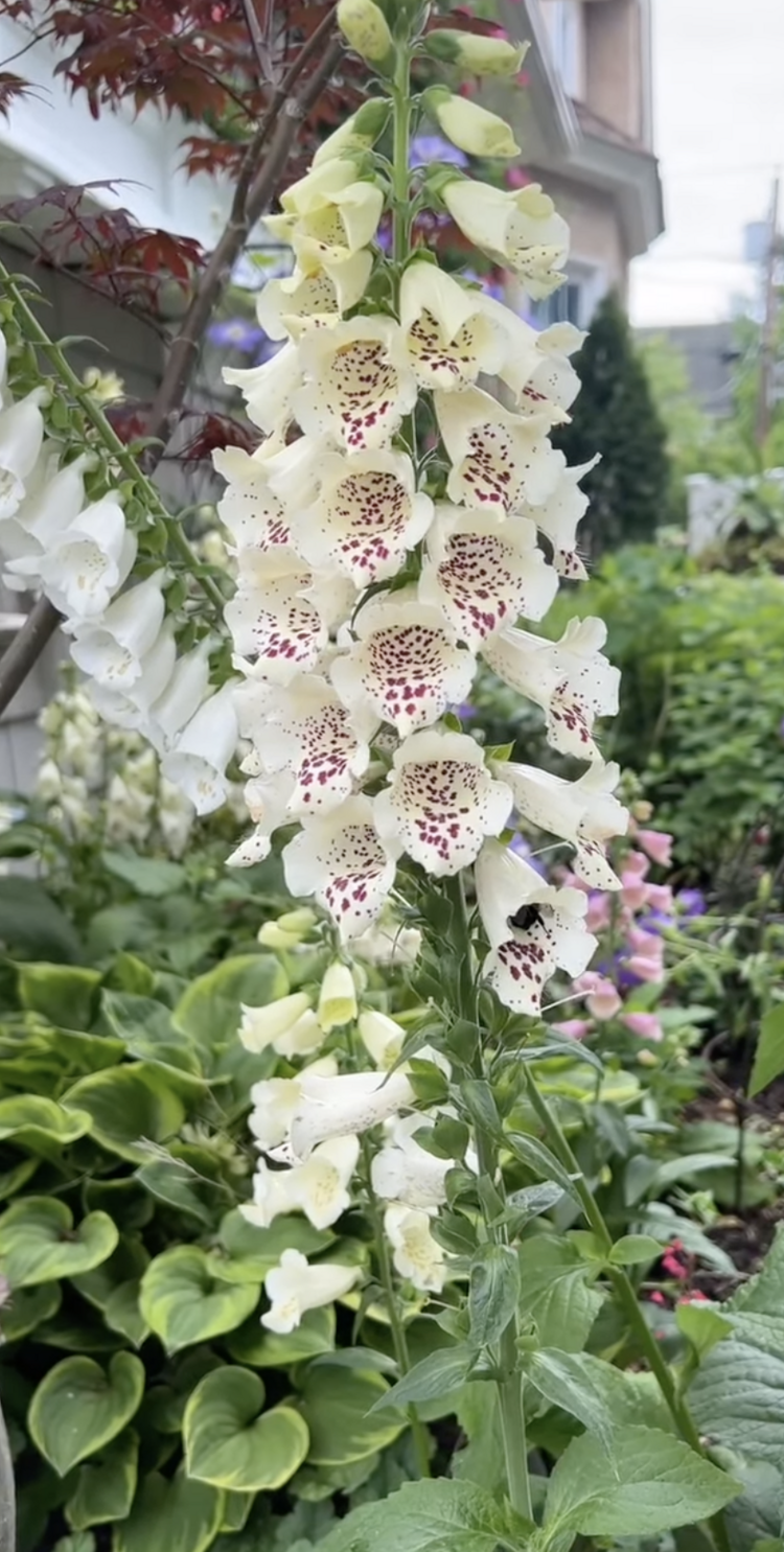 25 Adet Foxglove Çiçeği Tohumu
